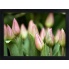 Różowe tulipany obraz dekoracyjny 56x76 w sklepie Dedekor.pl